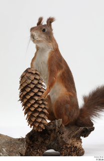 Squirrel  2 pine cone whole body 0006.jpg